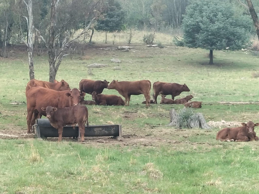 0 Bedroom Property for Sale in Bethlehem Rural Free State